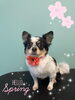 「可愛い子ちゃん♡ Dog salon mofu mofu余市町」