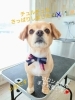 Dogsalonsent ご新規様 千歳ドッグサロン 千歳トリミングサロン 千歳トリミング 千歳ペットサロン 千歳ペットホテル Mix犬 可愛いお客様 チワックス Dog Salon Sentのニュース まいぷれ 千歳 恵庭