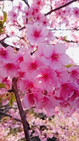 桜満開でした「春の陽気　桜も満開でした」