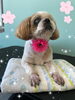 「可愛い子ちゃん♡ Dog salon mofu mofu余市町」