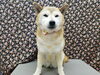 もふもふ「☆集中！集中！☆【南区上鳥羽　吉祥院　トリミング　ペットサロン　どっぐさろんあきゅ】」