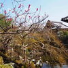 「日本庭園の梅が開花して来ました！」