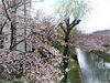 宇治川派流の桜「【編集部ニュース】酒造主催イベント（3月19日）のお知らせ！　＠伏見」