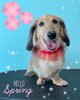 「可愛い子ちゃん♡Dog salon mofu mofu余市町」