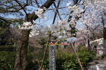 入り口すぐの桜も咲いてました。