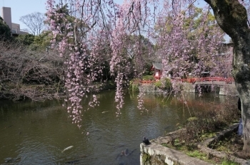 この枝垂れ桜を撮っている人が多かったです。