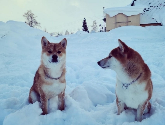 「犬の躾は愛情をもって！　犬の社会と人間社会のルールの違いを教えることが大切です」