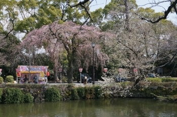反対側も咲いている桜があります。