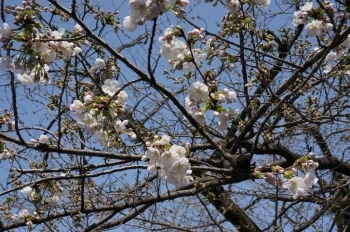 門入り口の白い桜は咲いてました。