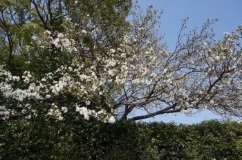 道路側、駐車場横の桜が咲いてます。