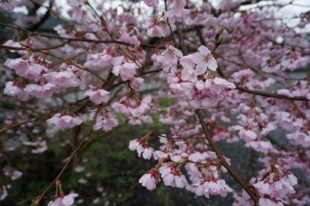 早咲きの三島桜は満開！