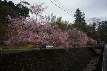 玉澤妙法華寺の反対側に咲いています。