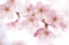 「まいぷれ編集部発信！お花見情報♪＆つばきフォトコンテスト募集♪締切迫る！」