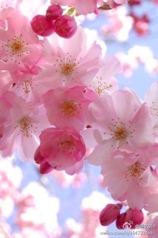 벚꽃（ボッコ）…桜　もうすぐ見頃ですね「春に使える韓国語／大府市の韓国語教室※東海市・刈谷市・東浦町・緑区・知多市から通っている生徒もいます。」