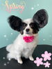 「可愛い子ちゃん♡Dog salon mofu mofu余市町」
