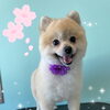 可愛い子ちゃん♡ Dog salon mofu mofu余市町