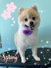 「可愛い子ちゃん♡ Dog salon mofu mofu余市町」