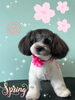 「可愛い子ちゃん♡Dog salon mofu mofu余市町」