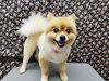 ぴかぴかの笑顔「☆三寒四温☆【南区上鳥羽　吉祥院　トリミング　ペットサロン　どっぐさろんあきゅ】」
