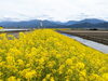 「【西条市 氷見甲】中山川河口付近の菜の花が満開！」