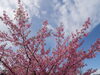2022年3月20日撮影「【編集部ニュース】淀の河津桜が満開です♪　＠淀」