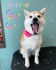「可愛い子ちゃん♡ Dog salon mofu mofu余市町」