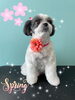 「可愛い子ちゃん♡ Dog salon mofu mofu余市町」