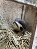 抱卵している様子「フンボルトペンギンたちは恋の季節！？なのに...」