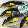 「魚魚市場鮮魚コーナーおすすめは「イサキ・クロムツ」です♪」