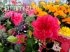 「ミニバラ  キャンディキャンディ☆:＊・゜」