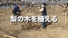 「梨の木を植えました。」