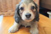 「ミニチュアダックス専門犬舎」