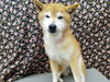 寝起きです「☆バッテリー切れ☆【南区上鳥羽　吉祥院　トリミング　ペットサロン　どっぐさろんあきゅ】」