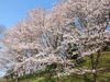 「【西条市小松町大頭】石根ふれあい公園の桜が満開！」
