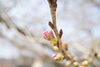 社日公園の桜「【リハビリ】桜の季節になってきていますね」