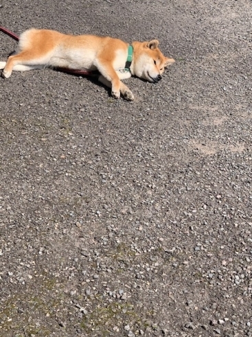 看板犬　まろん「春ですねっ♪」