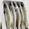 「魚魚市場鮮魚コーナーおすすめは「サバ・白魚」です♪」