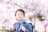 「ソメイヨシノ撮影会＊空き状況【江戸川区でこども・ファミリーの出張撮影をしています】」