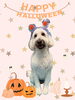 「Dog salon mofu mofu　余市町」