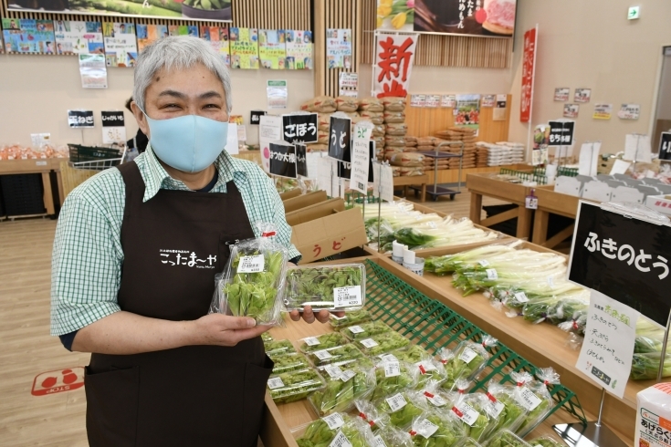 旬のふきのとうに天井澤副店長は太鼓判！「週末はこったま～やへ！！ふきのとう、野菜苗が充実です！！！」