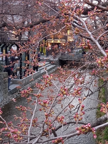 高瀬川沿いの桜「京都市の桜が24日に開花宣言されました！！」