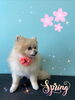 「可愛い子ちゃん♡ Dog salon mofu mofu 余市町」