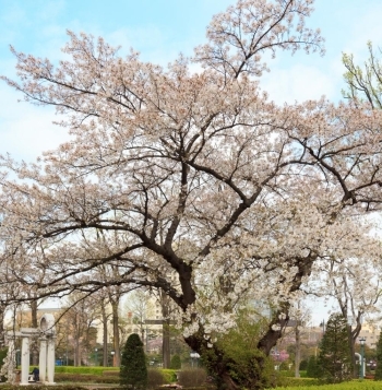 しんじゅくノート まいぷれ