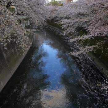 高田馬場 大久保 早稲田エリアのお花見スポット お花見するならここ 新宿区の 桜 特集 21年 しんじゅくノート 新宿区