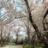 高田馬場 大久保 早稲田エリアのお花見スポット お花見するならここ 新宿区の 桜 特集 2021年 しんじゅくノート 新宿区