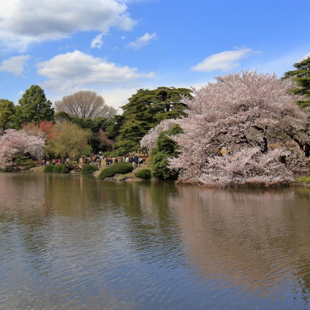 四谷 信濃町周辺のお花見スポット お花見するならここ 新宿区の 桜 特集 21年 しんじゅくノート 新宿区