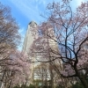 新宿駅周辺 北新宿 柏木エリアのお花見スポット お花見するならここ 新宿区の 桜 特集 年 しんじゅくノート 新宿区