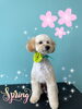 「可愛い子ちゃん♡ Dog salon mofu mofu余市町」