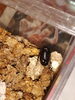 「定休日。目覚めたコカブトムシ(*´ω｀*)」
