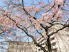 「【西条市神拝】うちぬき広場の桜が満開！」